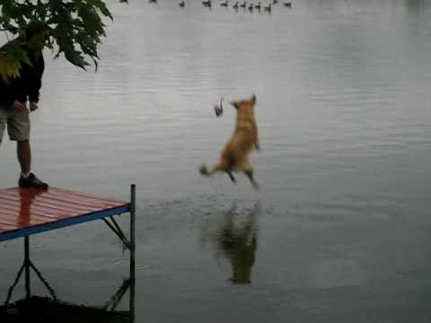 Fergus' last jump at Grandmas for 2008