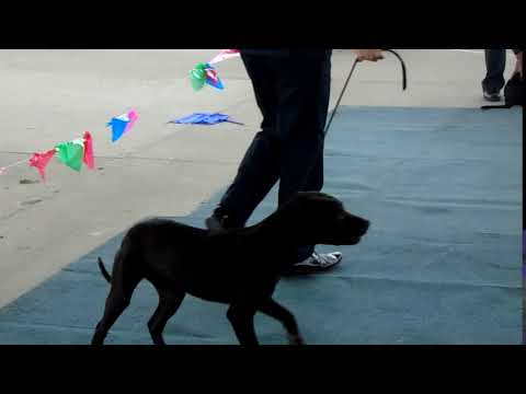 old blood APBT GAME DOGS  COLOMBIA