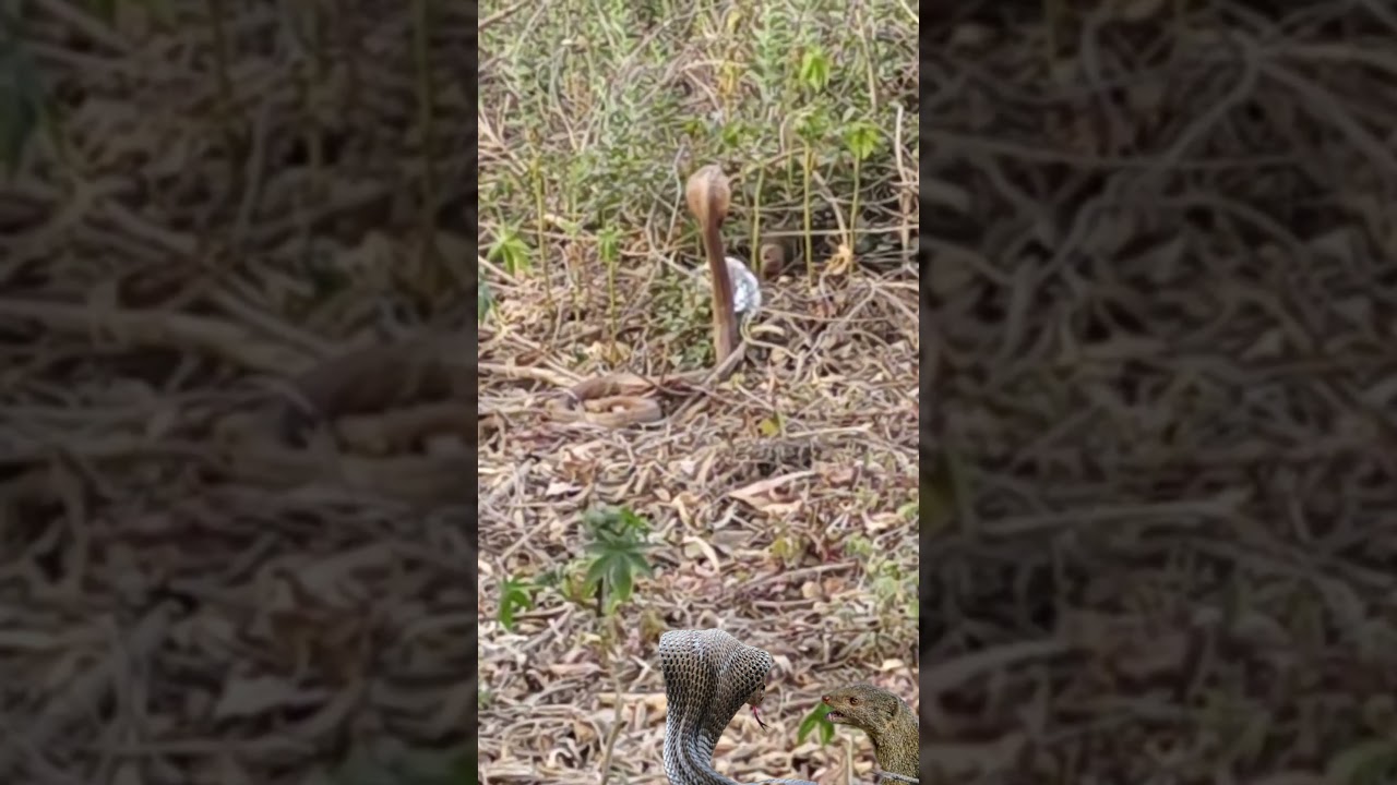 Cobra or mongoose part2