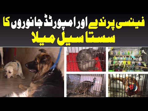 Fancy Parindey Aur Amports Janvaron ka Sasta Sale Mela || Lalukhet Birds Market || Today Digital