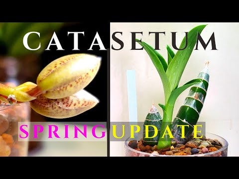 Catasetum Spring Updates | My Winter Care - Coming Out of Dormancy | Buds, Growths, Roots and Mites