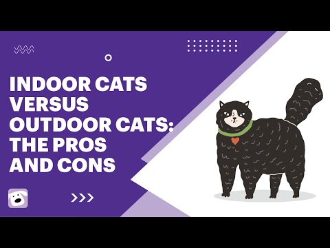 Indoor Cats Versus Outdoor Cats: The Pros and Cons