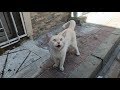 Cat With Beautiful Color Meowing Very Loudly For Food