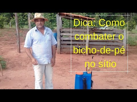 Sand flea: how to combat its proliferation on your property.