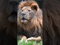 GOOD NIGHT Friends From Simba Lion