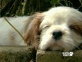 PUPPYPARTY