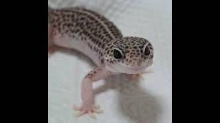 理炭カルのサブ垢 のライブ配信