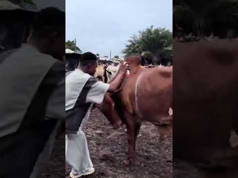 Cows na water for PELLER’s #peller weddings