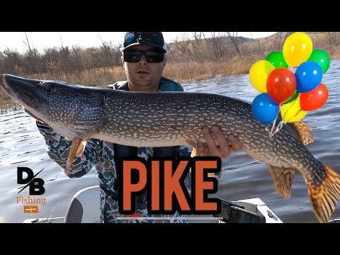 Catching Pike with Water Balloons!