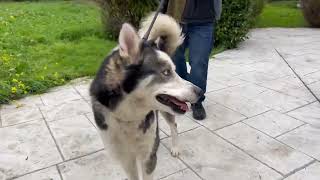 Video preview image #1 Siberian Husky Puppy For Sale in Woodland Hills, CA, USA