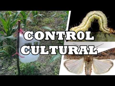 Spodoptera frugiperda y Spodoptera eridania en cultivo de papa