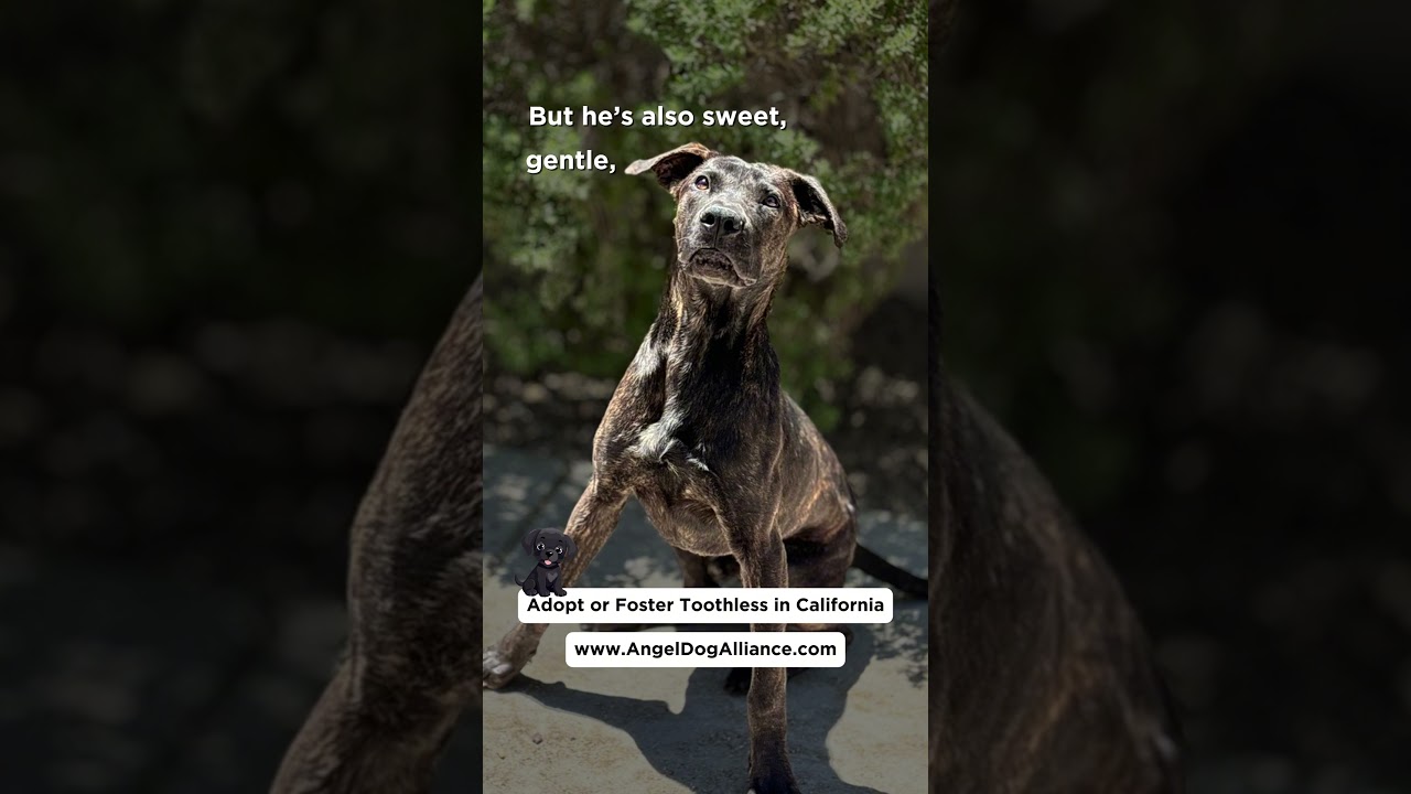Toothless, a ADOPTABLE mixed breed in Acton, CA video 2/4