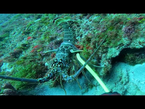 Honey 🍯 Hole Lobster 🦞 Bugs Jupiter Florida. Ripping current!