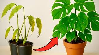 Unlock the SECRET to a BUSHY MONSTERA! 🌿✨ Double Your Growth with This Simple Trick!