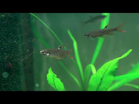 Spritzsalmler, Copella arnoldi