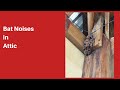 Bat Noises in Attic
