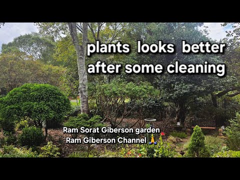 Early fall, great time to do some pounding ,Ram Sorat Giberson garden, Ram Giberson Channel 🙏 