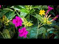 Mirabilis Jalapa Care: Secrets to Thriving Four O'Clock Plants