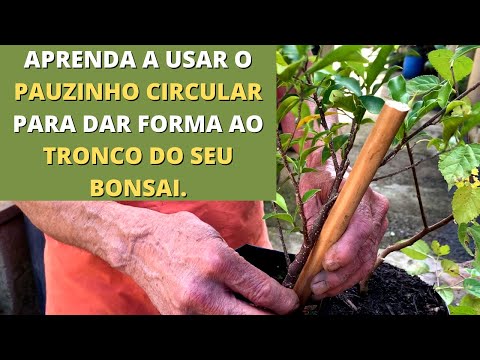 APRENDA A USAR O PAUZINHO CIRCULAR PARA DAR FORMA AO TRONCO DO SEU BONSAI.