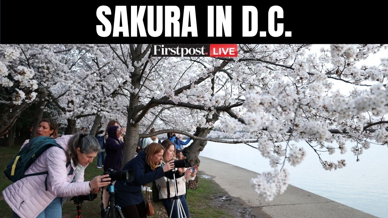 LIVE | Millions Rush to See Washington D.C.’s Iconic Cherry Blossoms Near Peak Bloom | N18G