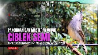 Download lagu suara burung CIBLEK GACOR NGEBREN Pancingan Ciblek Semi bahan jadikan ciblek kristal gacor Tarung mp3