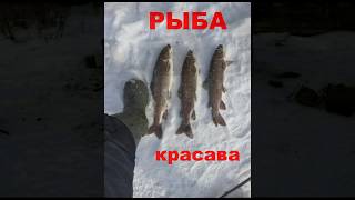 Ссылка