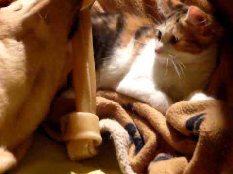 Johnny Deschamps  - Nouky contre Frousy-