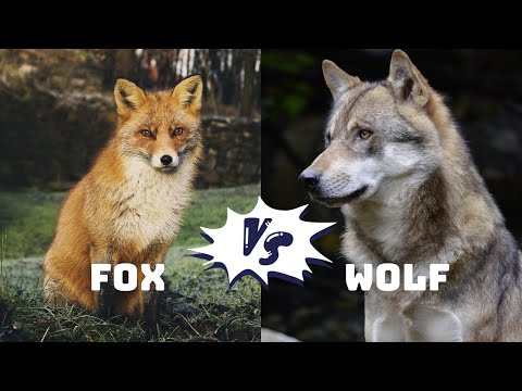 FOX vs. WOLF: The Untold Differences | English Vocabulary    #EnglishVocabulary, #fox #wolf #animals