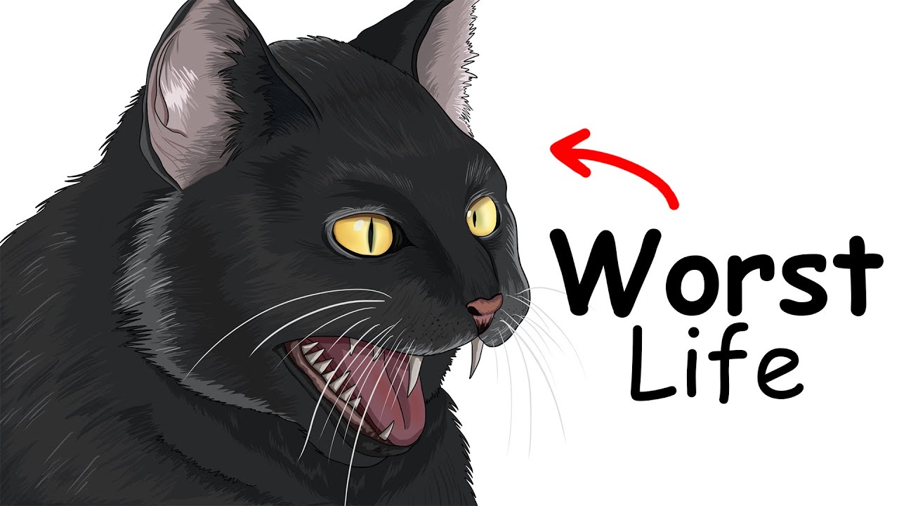 Your Life as a Black Cat in the Middle Ages