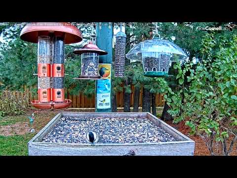 Black-capped Chickadee Chips Open Sunflower Seed At Feeder – Nov. 2, 2021
