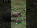 The Mesmerizing World Of Giant Tortoises A Closer Look At Their Longevity Slow Movements Shorts