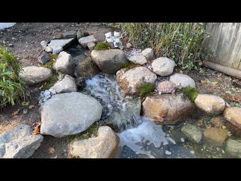 Pond Reveal