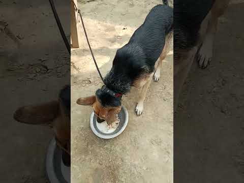 Rabab tang tang#shorts #doglovers #petlover #petstagram #viral #trending