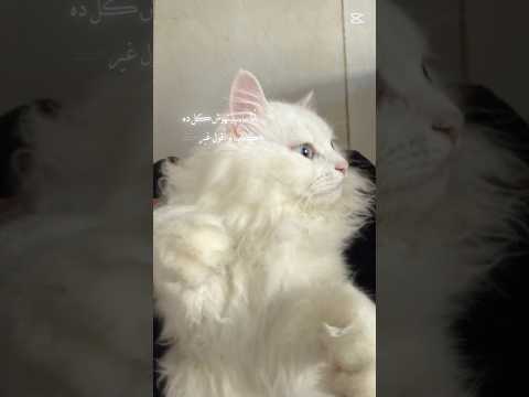 #سكر😺🎀💘#Farida Eldosoky 🎀✨#cup cut ✨