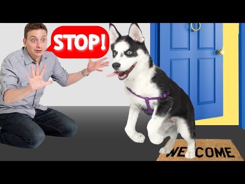 YouTube video about: How to stop a dog from running out the door?