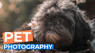 How to Take Photos of Your Pet | Tutorial Tuesday