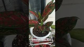 Download lagu ✌Perawatan Aglonema Agar Subur dan Cepat Beranak | Aglaonema mp3