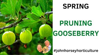 MASTER GOOSEBERRY PRUNING: SPRING GUIDE FOR BEGINNERS