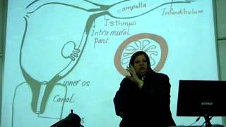 Dr Gehan Fallopian Tube & Uterus 1-3-2014