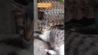 Download lagu kalo penjaga warung kaya gini, rawan lho 😜👻 #catlovers #kucinglucu #cat #catshorts #straycat #funny mp3