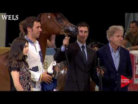 N.5 MM SABEA - Wels 2018 - International Yearling Filly Championship BRONZE