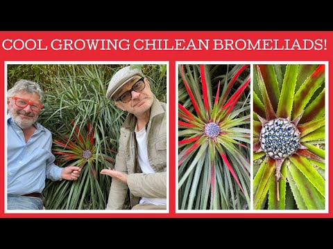 Plant Profile: three cool growing Chilean bromeliads
