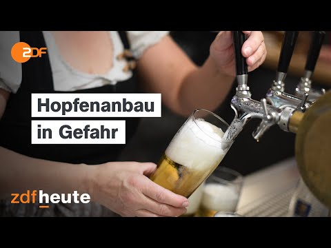 Extremwetter: Wird jetzt das Bier knapp?  | frontal