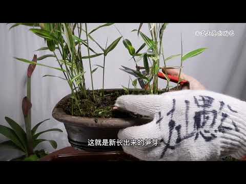 像竹子的盆栽