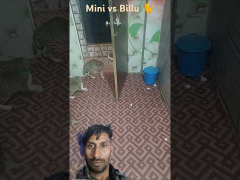 night Goutham gutha #cat #animals #cute #kitten #funny #catvideos #studywithmeandmycat #dingdongbell