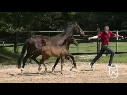 A262 Stutfohlen von Stakkato Gold - Limbus - Grundyman xx