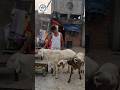 Dumba Sheep Shorts