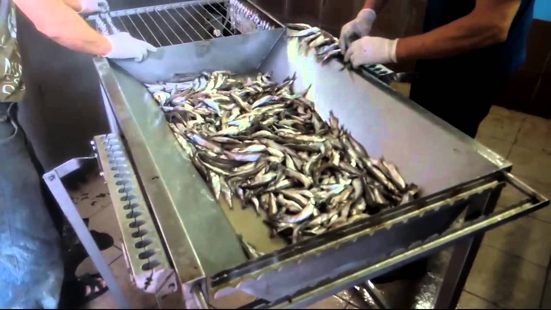 Устройство для накалывания мойвы, салаки и другой мелкой рыбы на два рабочих места