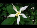 Margazhi Poove Beautiful Flowers Margazhi Poove Instrumental