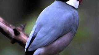 Terry Callier  Java Sparrow
